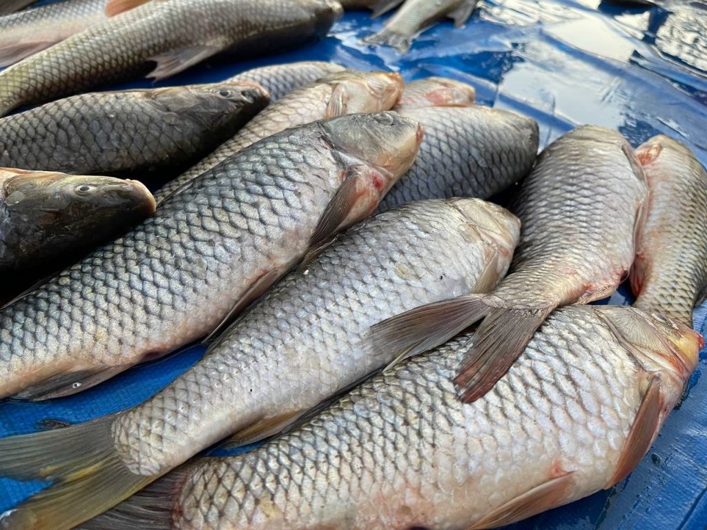 دابەزینی نرخی ماسی لە بازاڕەکاندا؛ ئەگەر هەیە نرخەکە زیاتریش دابەزێت