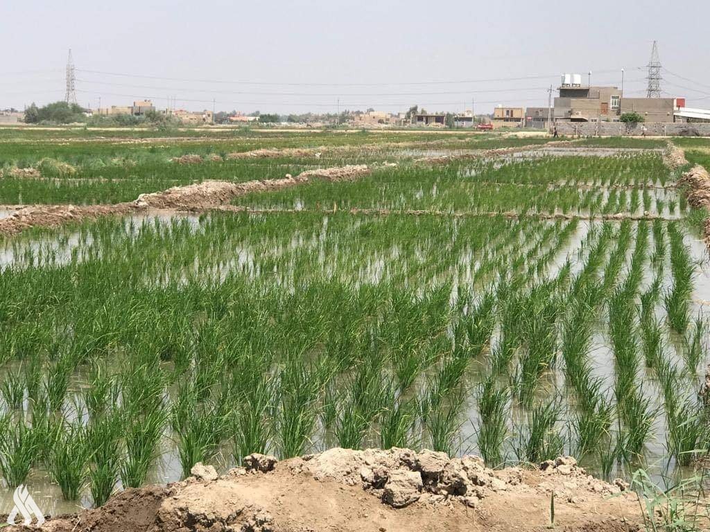 تۆوی برنج بۆ وەرزی هاوین دابەشدەکرێت